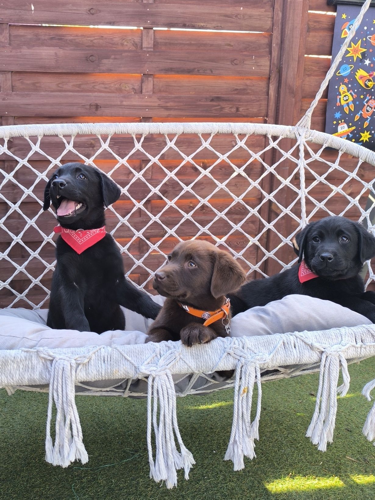 Labrador Retriever czarny pies Sid gotowy do odbioru