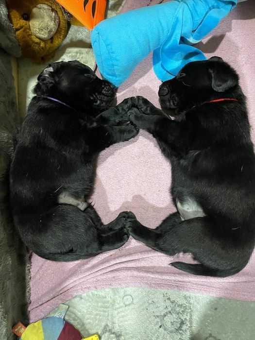 Щенки лабрадора ретривера