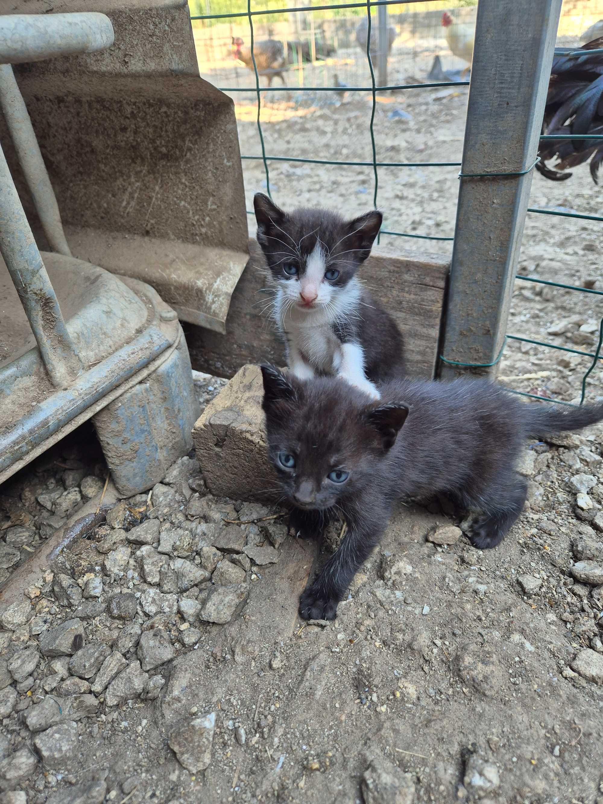 Gatos bebés adoção