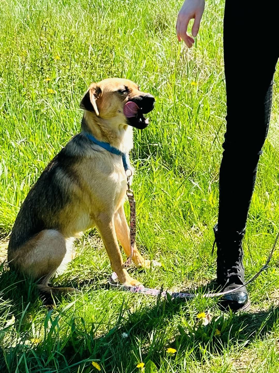 Cola gotowa do adopcji