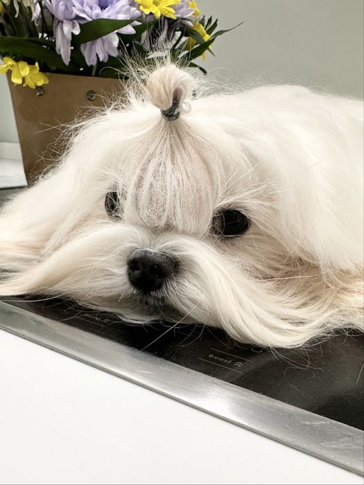 Молодий хлопчик Мальтезе (Корея)