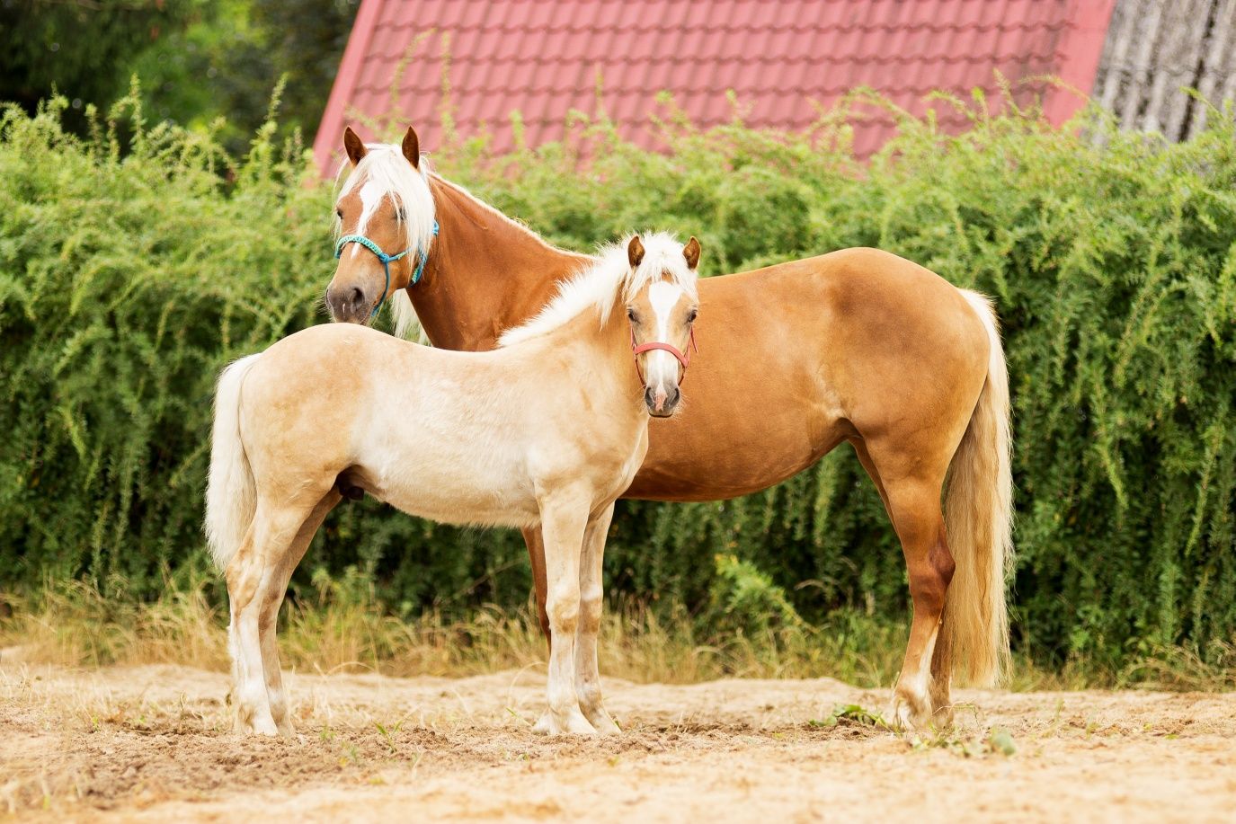 Sprzedam Haflinger ogierka