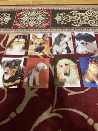 Stare kartki pocztowe psy