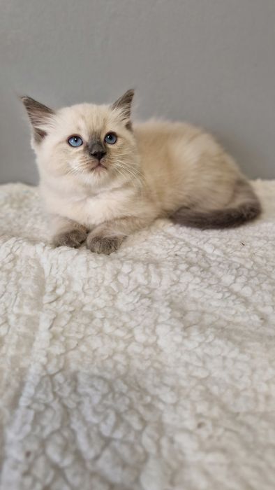 Piękny kocurek ragdoll