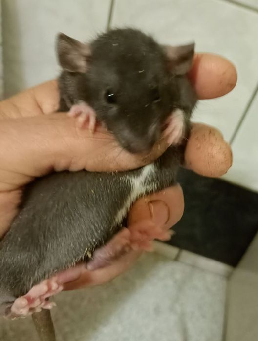 Криски Дамбо півтора місяці