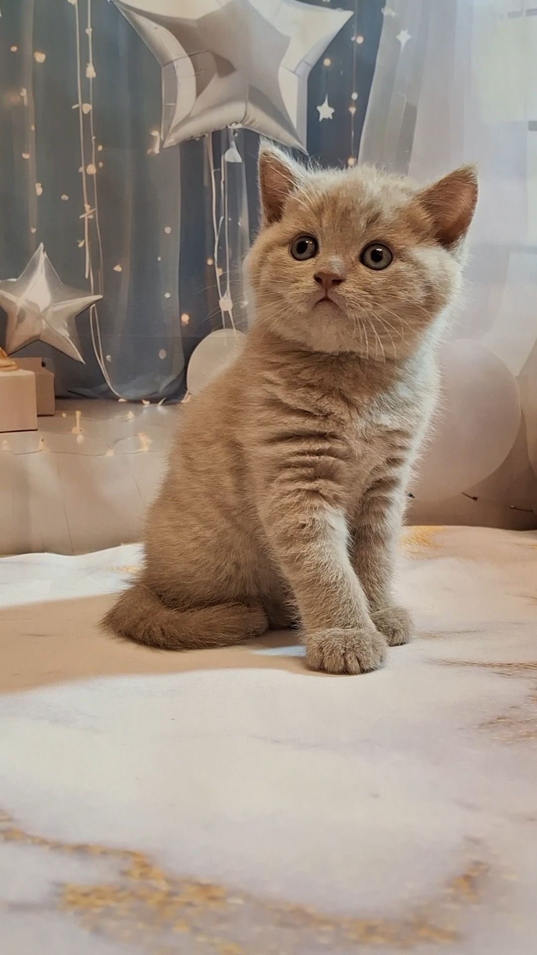 Милый короткошёрстный котёнок