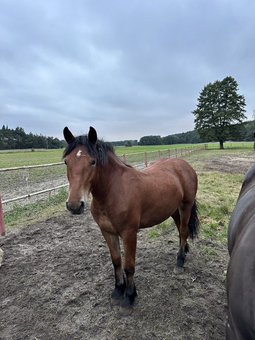 Sprzedam klacz roczną zimnokrwistą