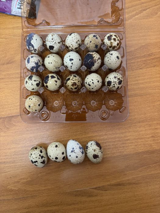 Інкубаційні яйця Фараон,Фенікс,Техас,Манджурець