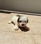 Caniche miniatura