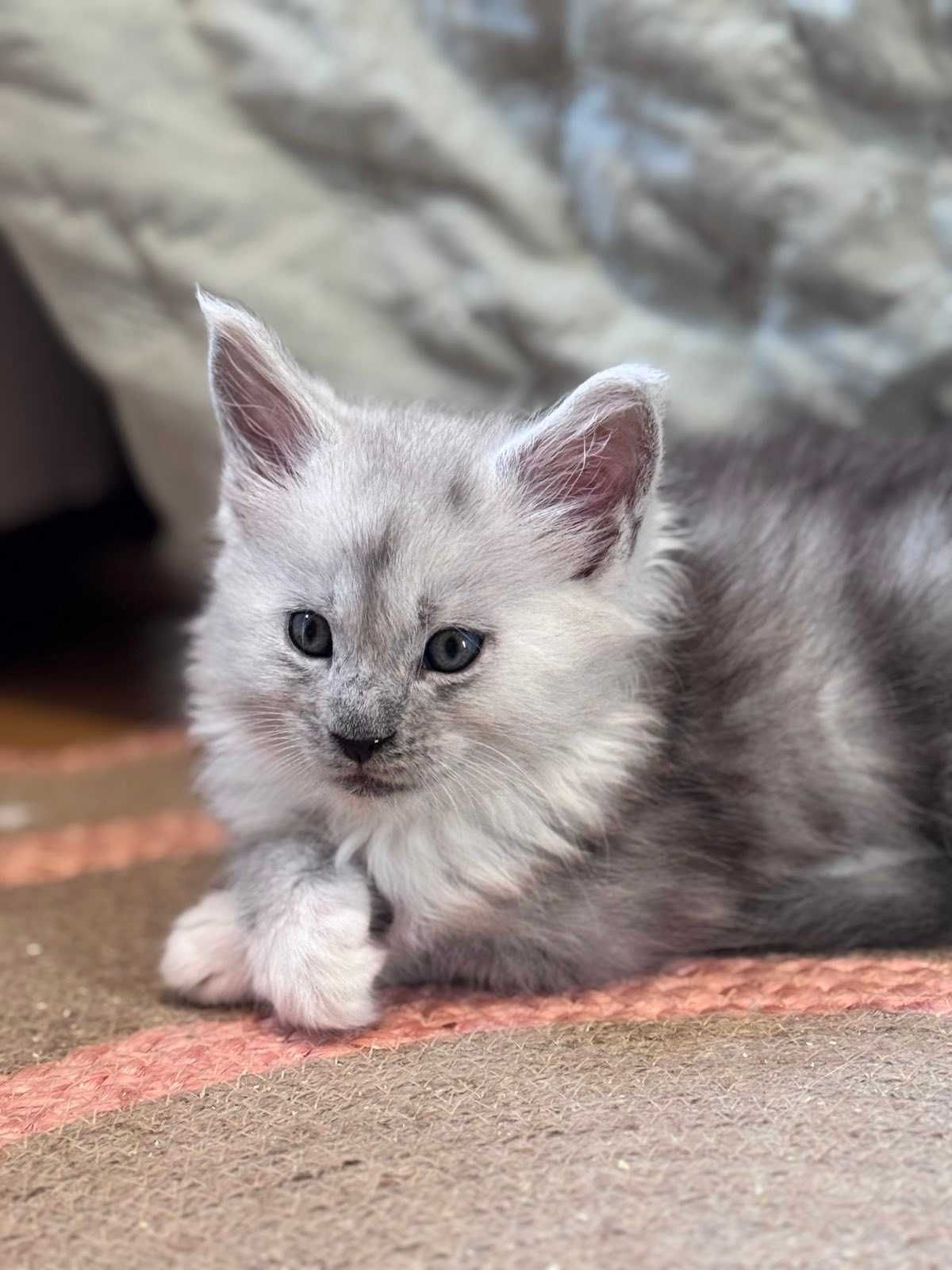 Kocur Kot Maine Coon Srebrny /Silver /Dymny /Pale