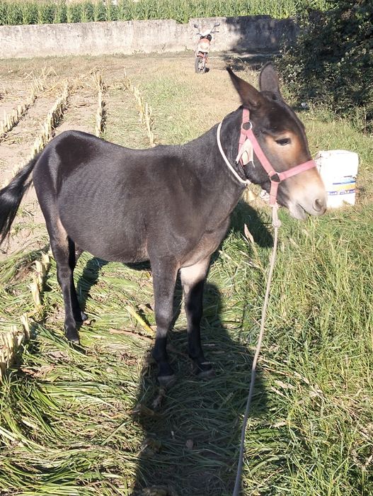 Vendo macho anão