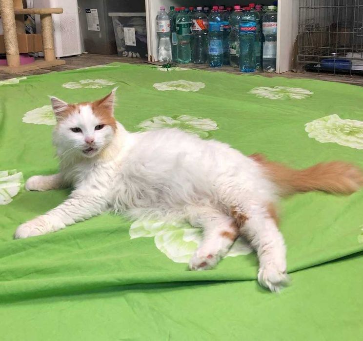 Буруля нежная и прикольная кошечка, возраст около 3 лет