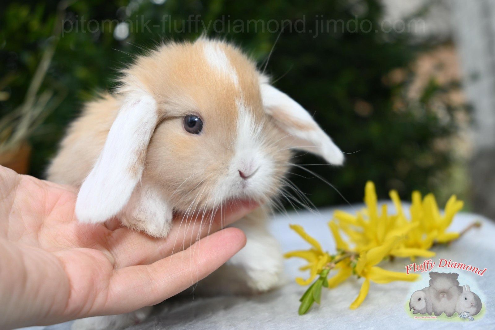 Біловухі кролики! Висловухі баранчики. "Fluffy Diamond". Кроленя