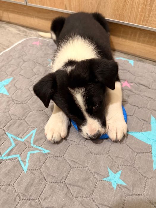 Неймовірно розумна дівчинка цуцуня шукає люблячу сімʼю!