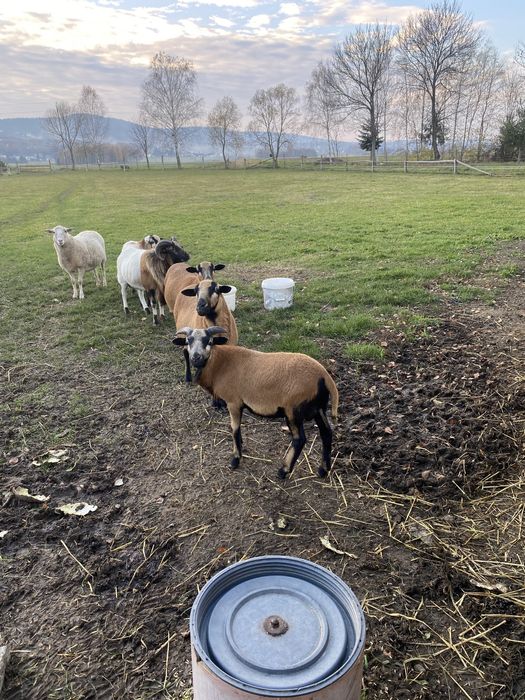 Owca kamerunśka tryk