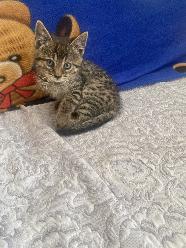 Oddam kotki w dobre ręce