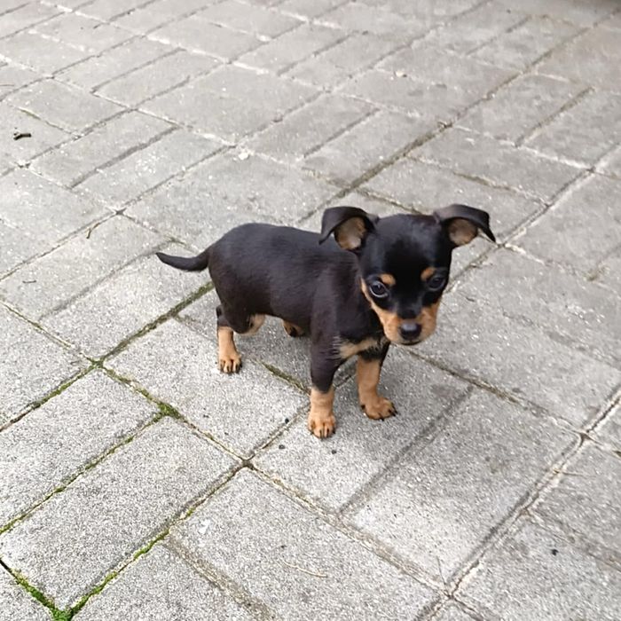 Pinscher super miniatura