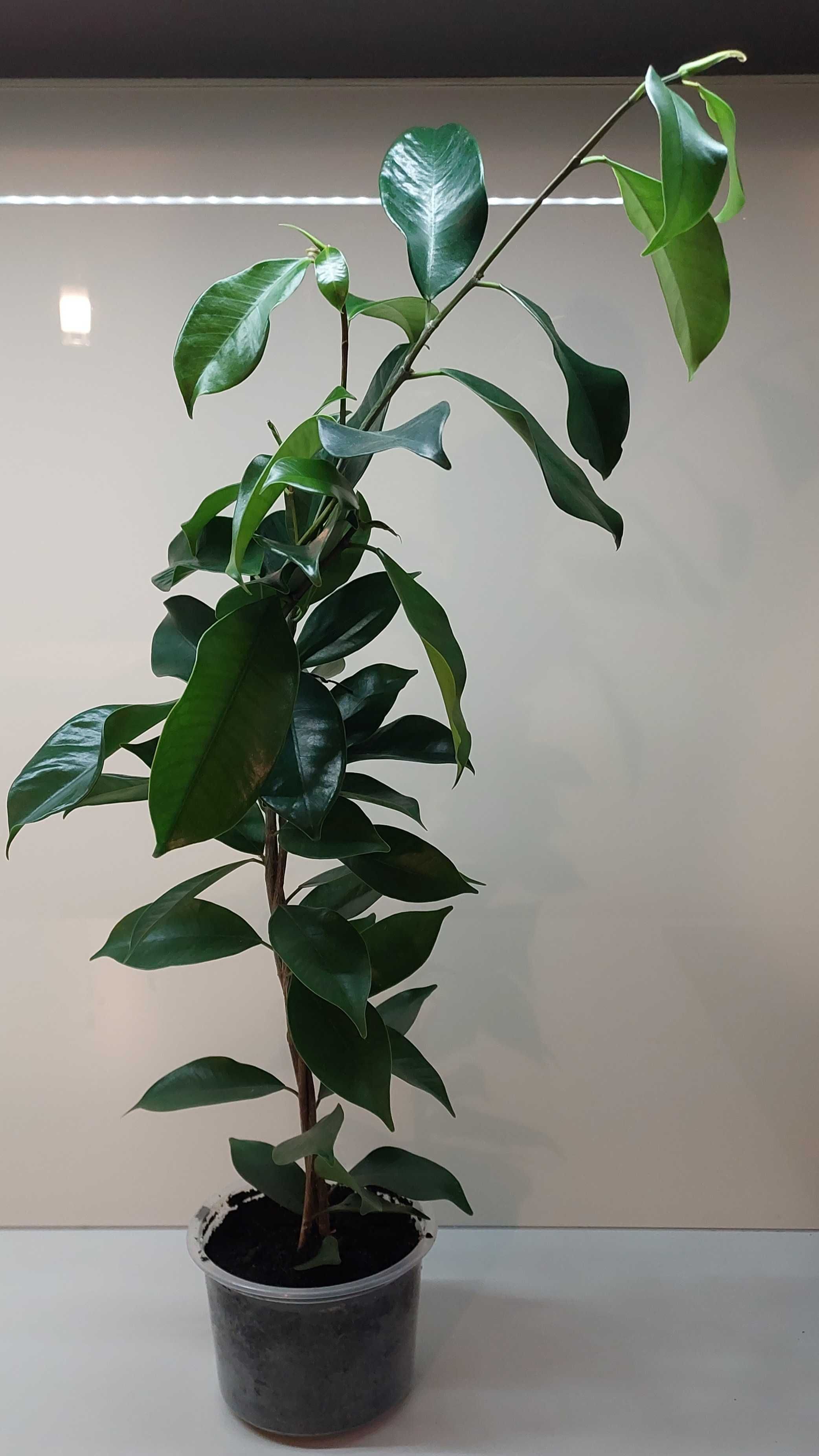 Ficus Microcarpa Fikus Tępy figowiec
