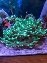 Koralowiec Seriatopora Caliendrum morskie