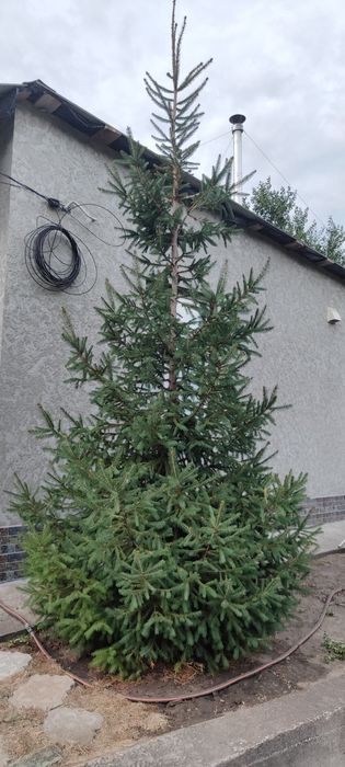 Ёлка. Смерека 2ш