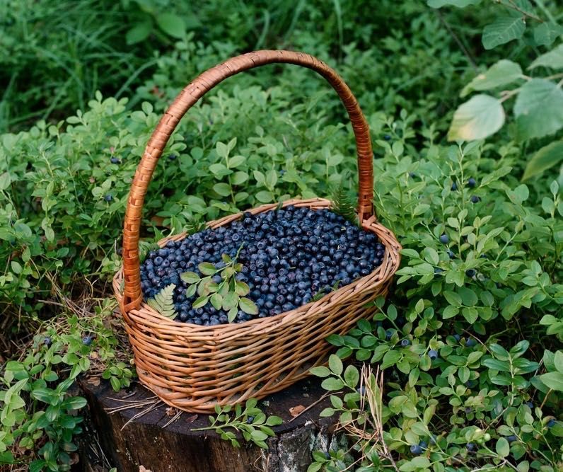 Jagody leśne, borówki, codziennie świeżo zbierane