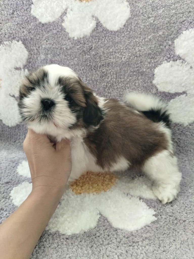 Piękna suczka shih TZU gotowa do odbioru