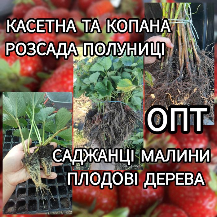Саджанці Полуниці Розсада Малини Плодові дерева Саженцы Клубники