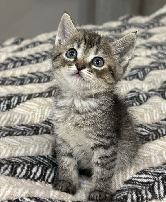 Віддам в добрі руки