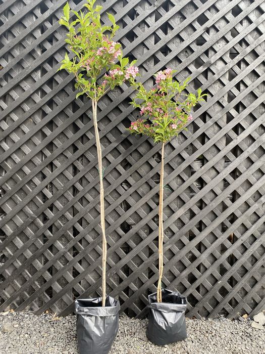 Туя на штамбі Самшит на штамбі Бересклет на штамбі Вейгела на штамбі