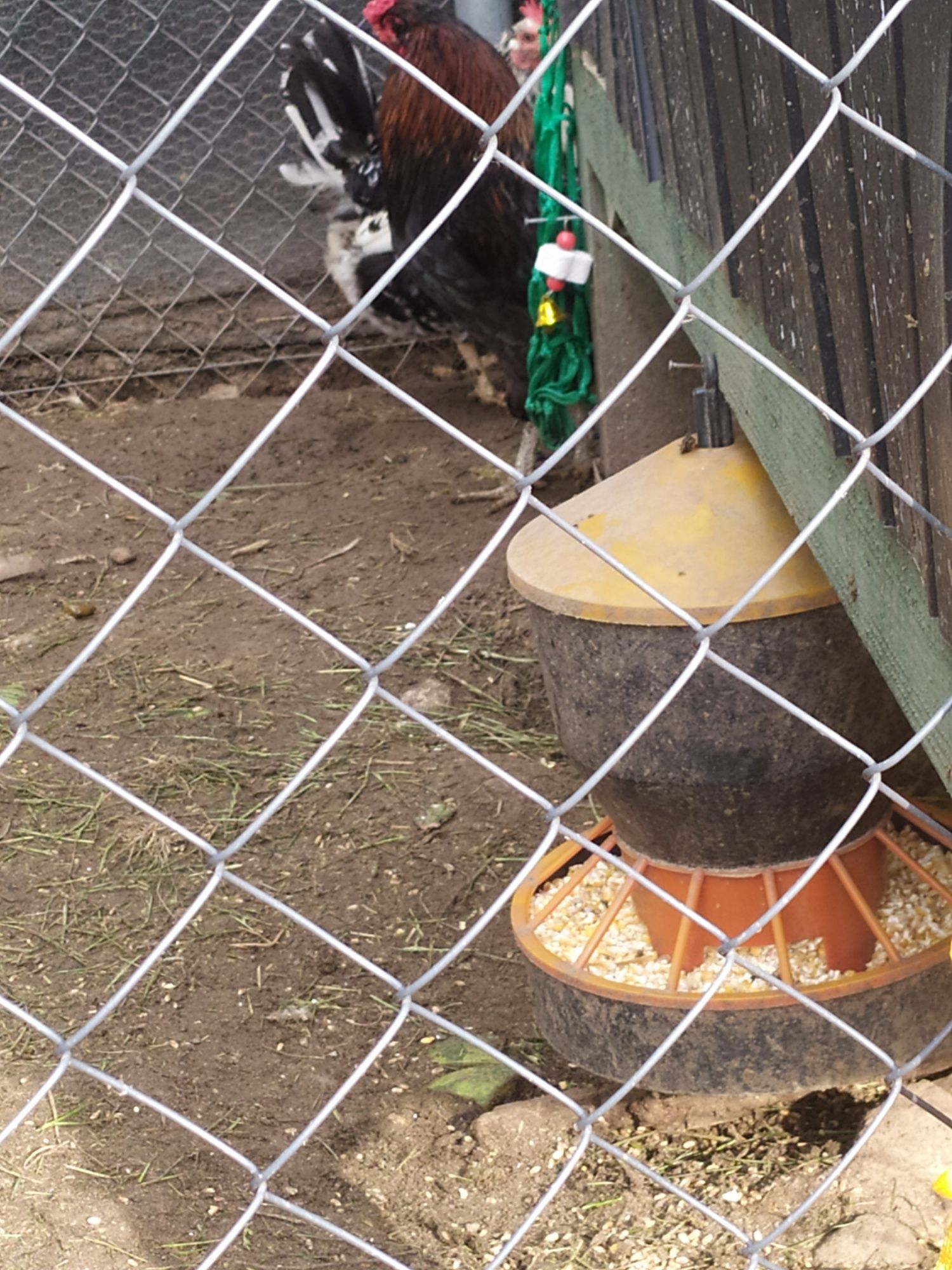 Sprzedam lub zamienię koguty miksy po araukanie