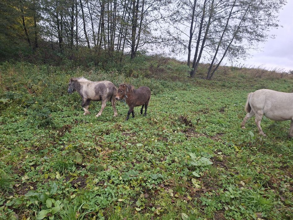 Kucyk klacz spokojna