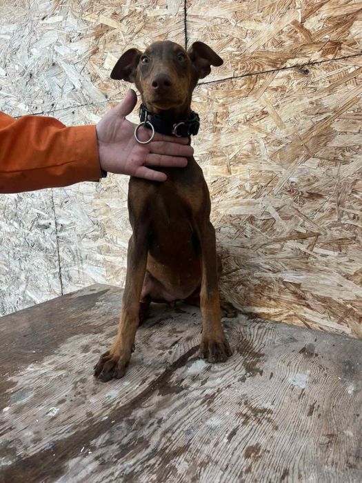 У продажі дівчинка  цуценя Добермана шоколадного кольору.