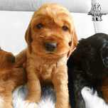 Śliczny cocker spaniel