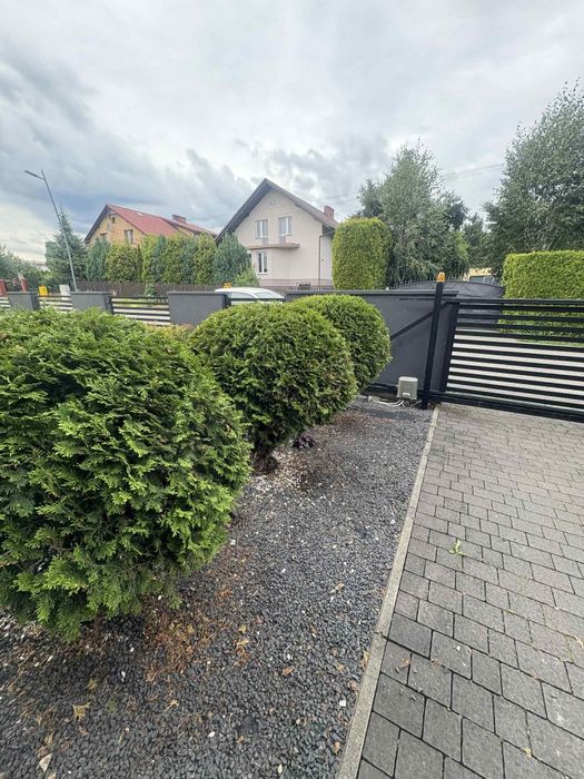 Thuje w kształcie kuli 3szt