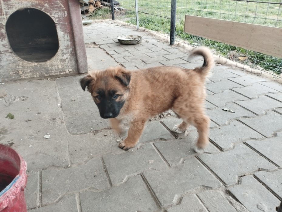 Owczarek niemiecki suczka