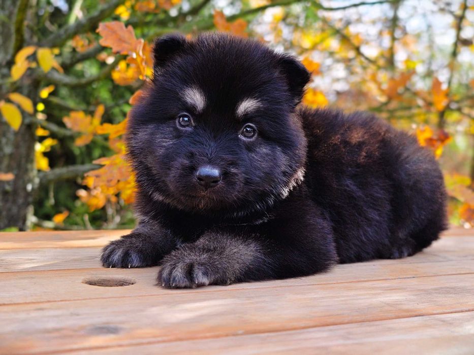 OWCZAREK STARONIEMIECKI Piesek w niespotykanym umaszczeniu Bicolor!