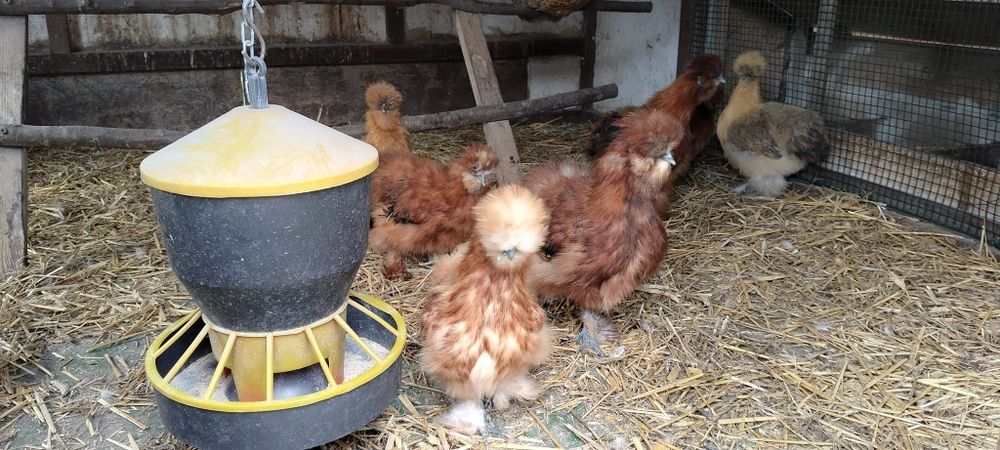 Silki kurki i koguty