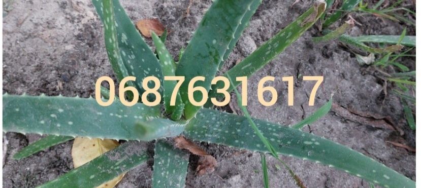 Алоє 3-х річки недорого