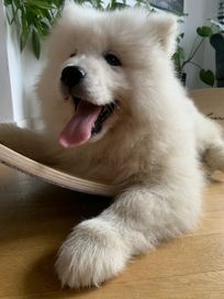 Szczeniak samojed suczka samoyed gotowy do odbioru