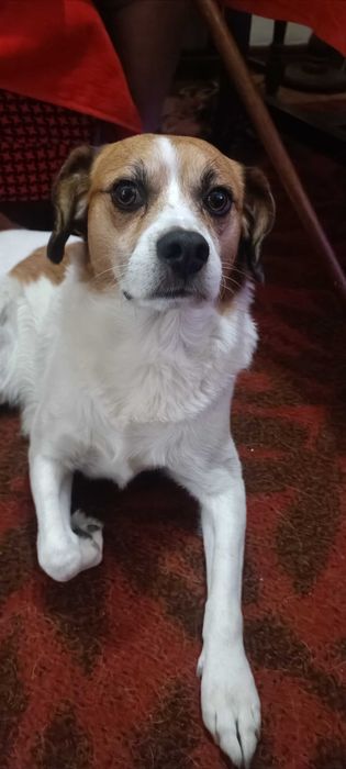 Cão meigo para adoção