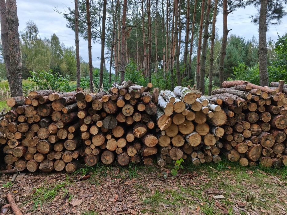 Drzewo na opał - sosna