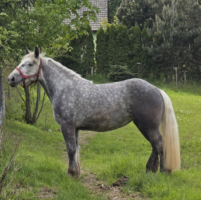 Perszeron siwa klacz zaźrebiona 3 lata