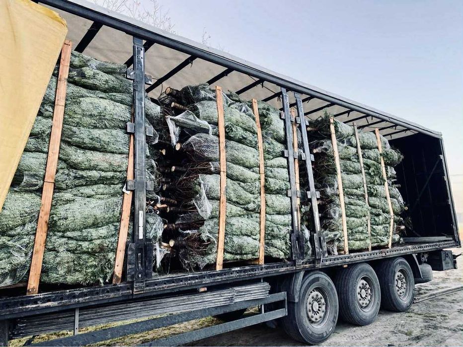 jodła kaukaska 1.70-2.00 świerk choinki