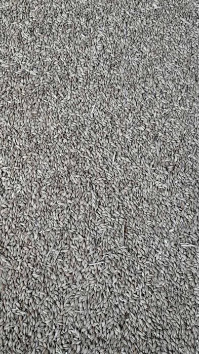 Продам ячмінь,свіжий урожай 10гр/кг