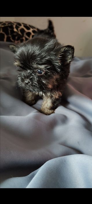 Yorkshire terrier mini piesek