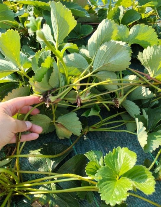 Sadzonki truskawek senga sengana