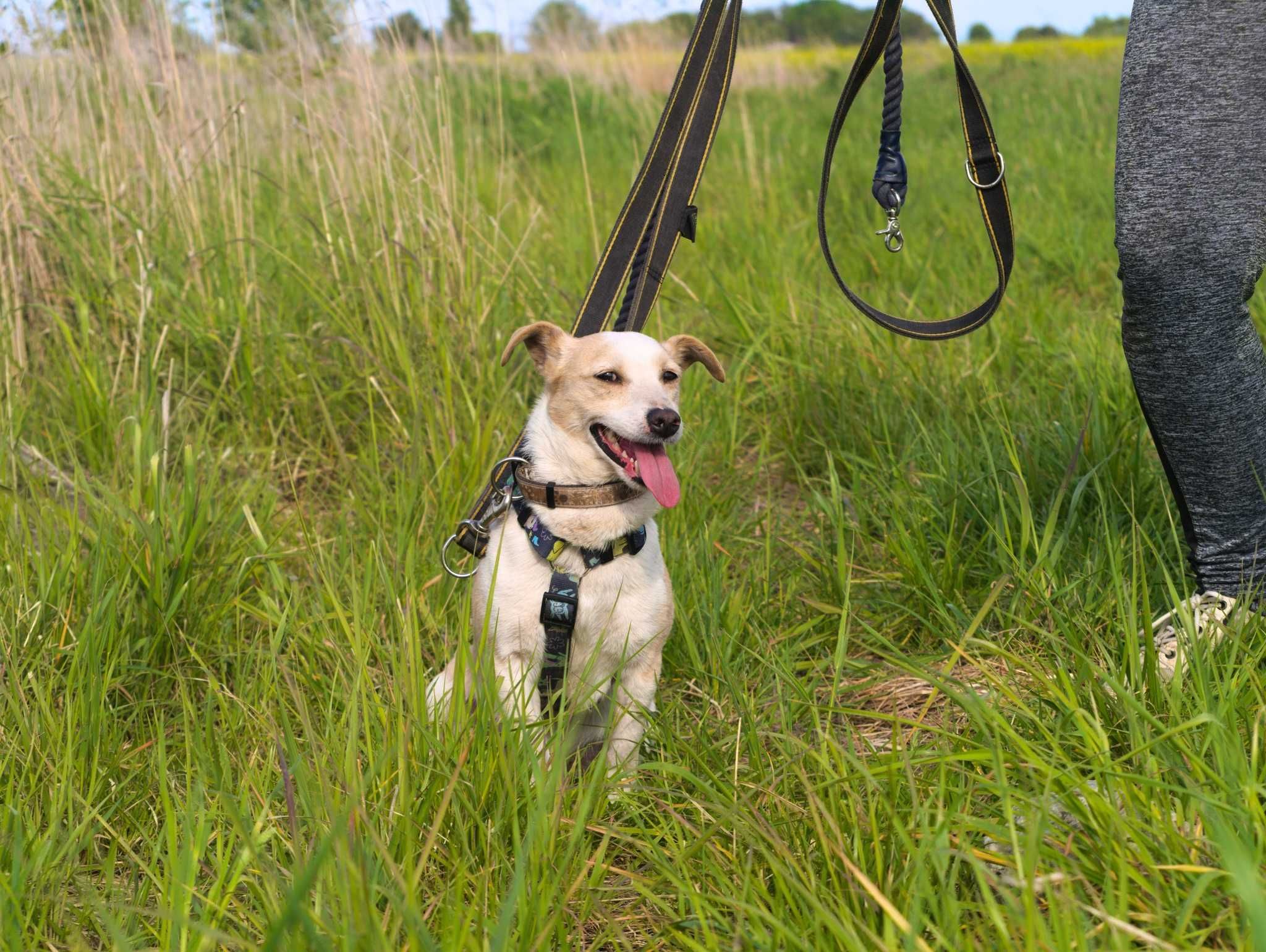 Toto - szuka spokojnego miejsca na ziemi ADOPCJA