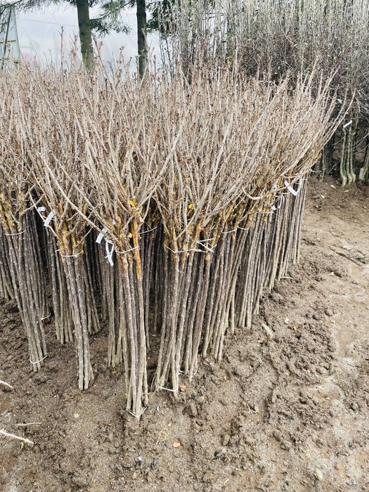 Porzeczka , agrest pienny