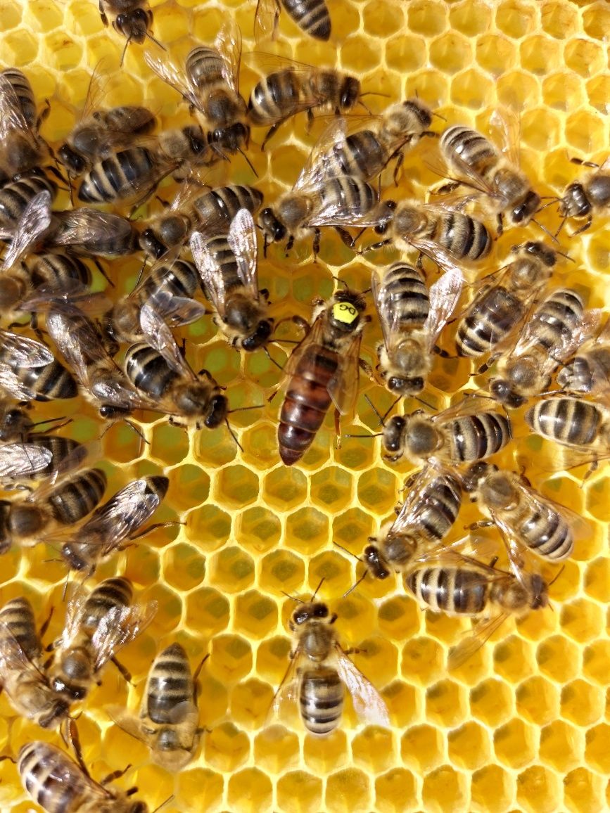 Matki pszczele jednodniowe/krainka Alpejka, Hinderhofer, Sklenar 2024