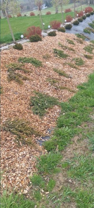 Sprzedam zrębke do palenia, podsypka pod krzewy